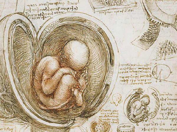 Léonard de Vinci et l’Anatomie au Clos Lucé