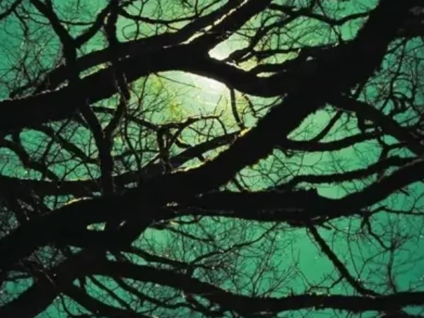 La Nuit des fous – Avis+